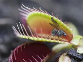 2" Venus Fly Trap