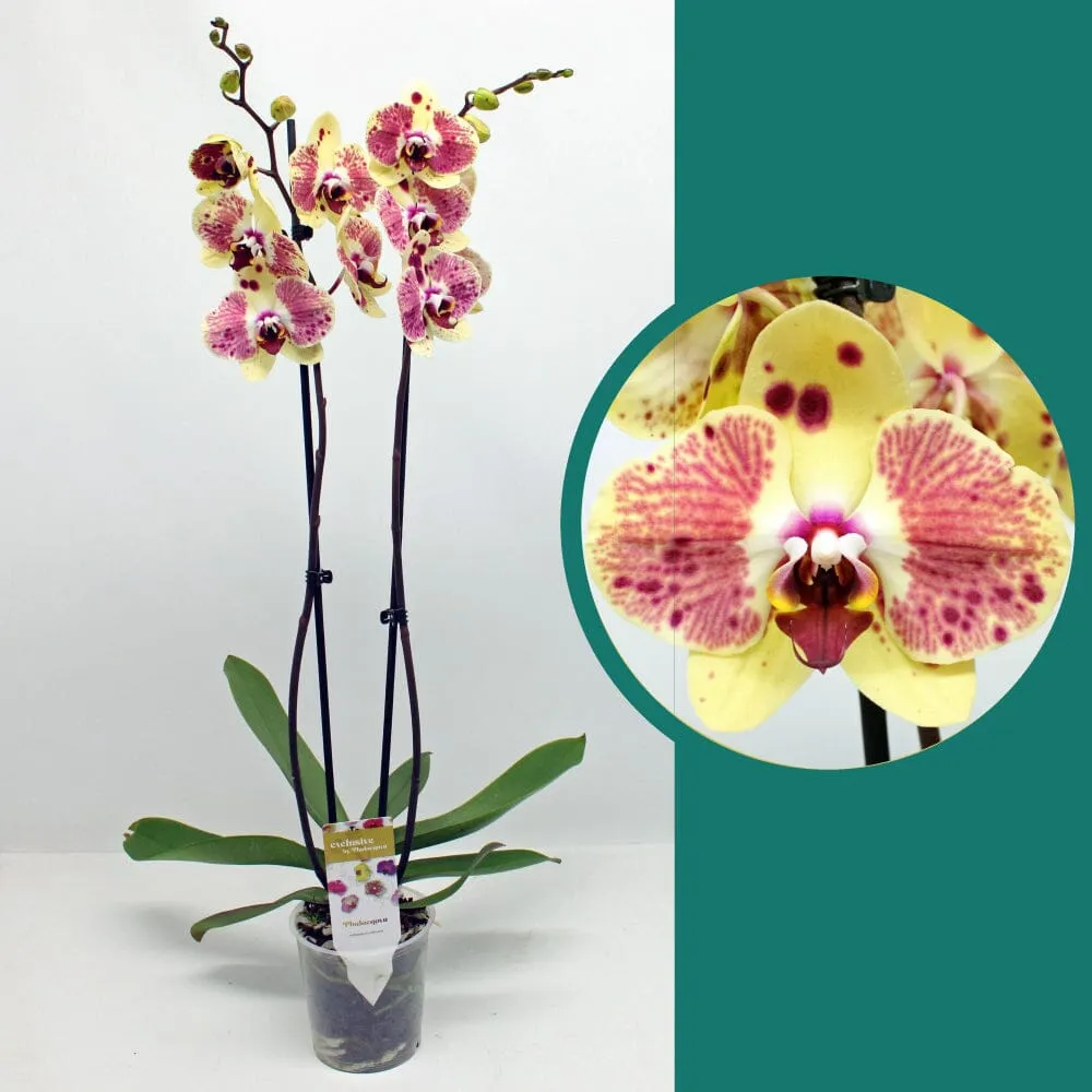 55-65cm Phalaenopsis Exotic Punch  Twin stem Orchid 12cm Pot