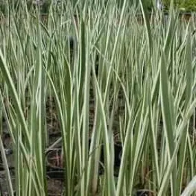 Acorus Calamus 'Sweet Flag' (Bare Root)