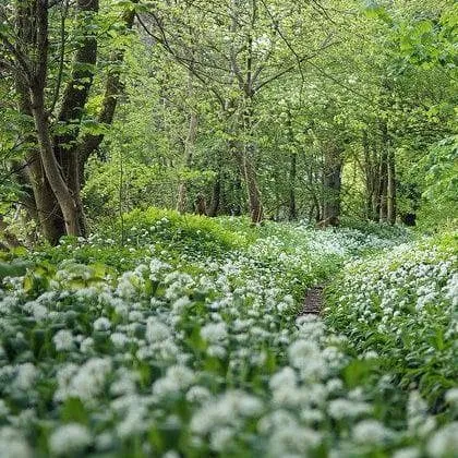 Allium ursinum