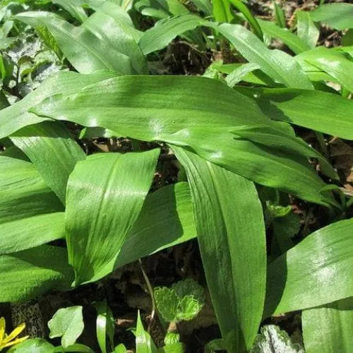 Allium ursinum