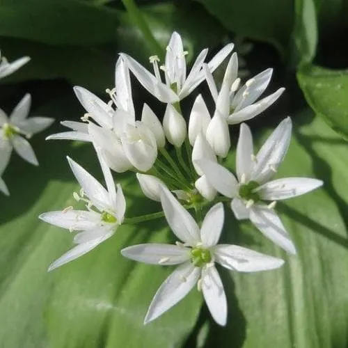 Allium ursinum