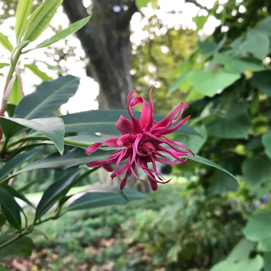 Anise Shrub - Illicium 'Scorpio'