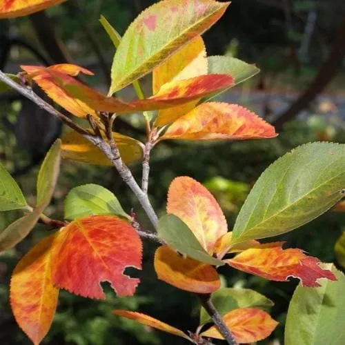 Aronia x prunifolia Viking