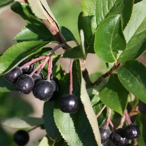 Aronia x prunifolia Viking