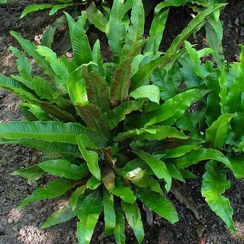 Asplenium scolopendrium