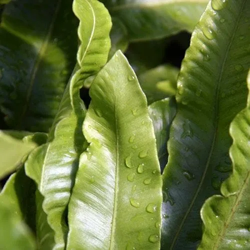 Asplenium scolopendrium