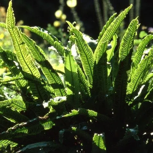 Asplenium scolopendrium