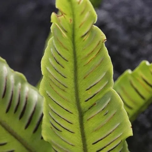 Asplenium scolopendrium