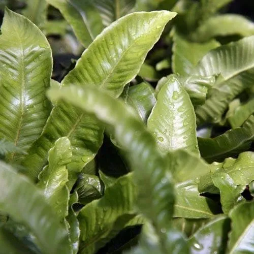 Asplenium scolopendrium