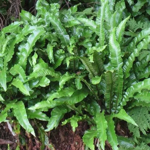 Asplenium scolopendrium