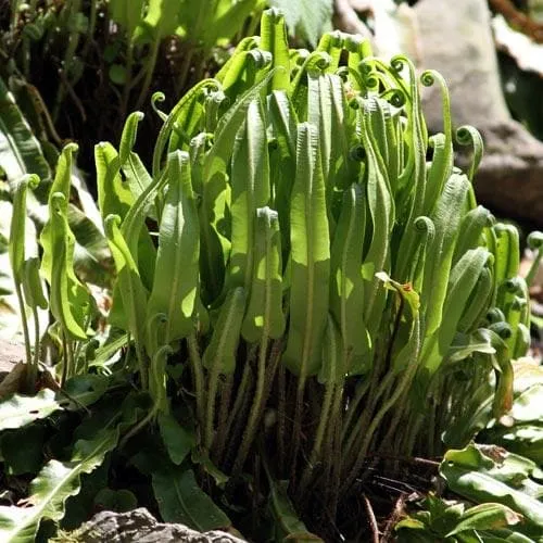 Asplenium scolopendrium