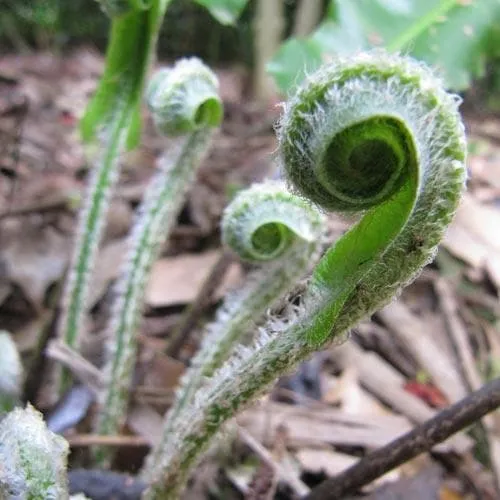 Asplenium scolopendrium