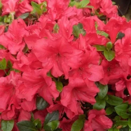 Azalea Johanna 1gal