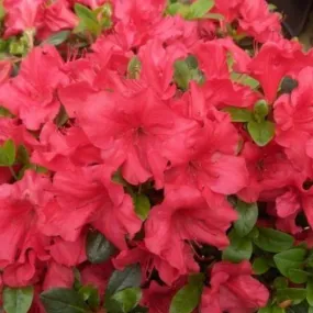 Azalea Johanna 1gal