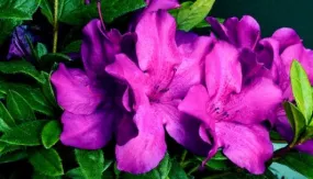 Azalea Purple Spectacular 2g