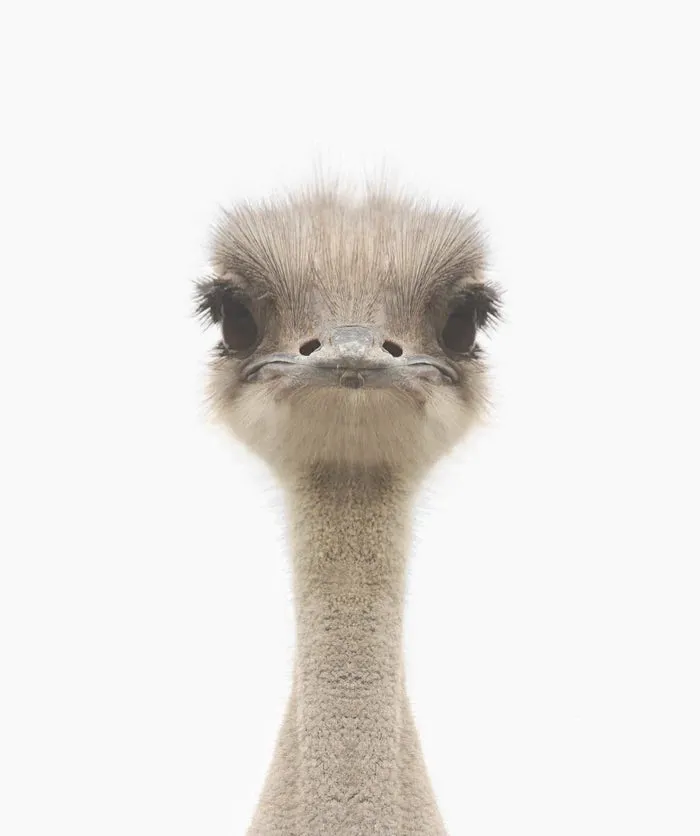 Baby Emu Print A4