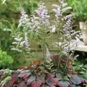 Beauty of Ernst Astilbe 2 gal