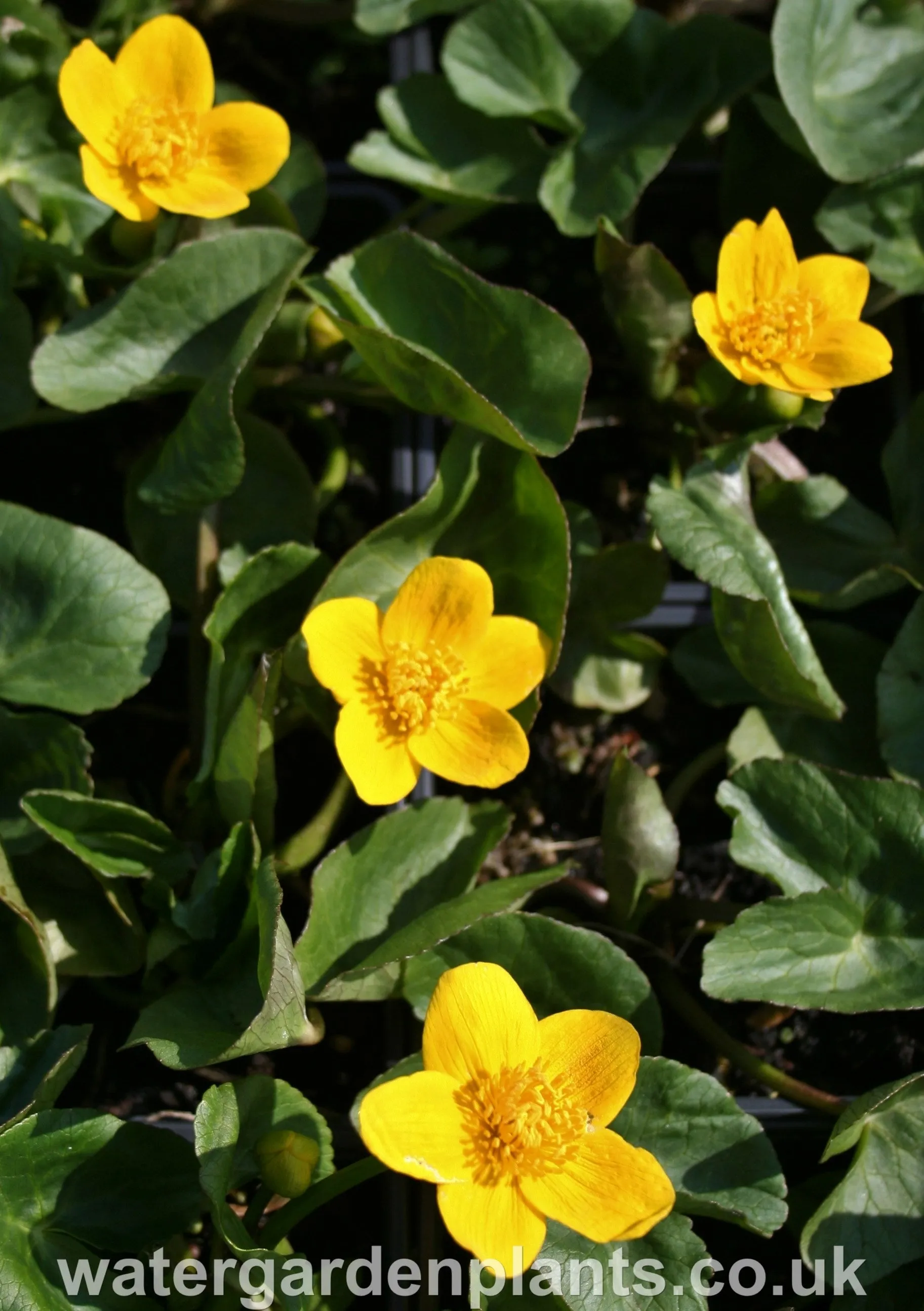 Caltha palustris - Marsh Marigold, Kingcup