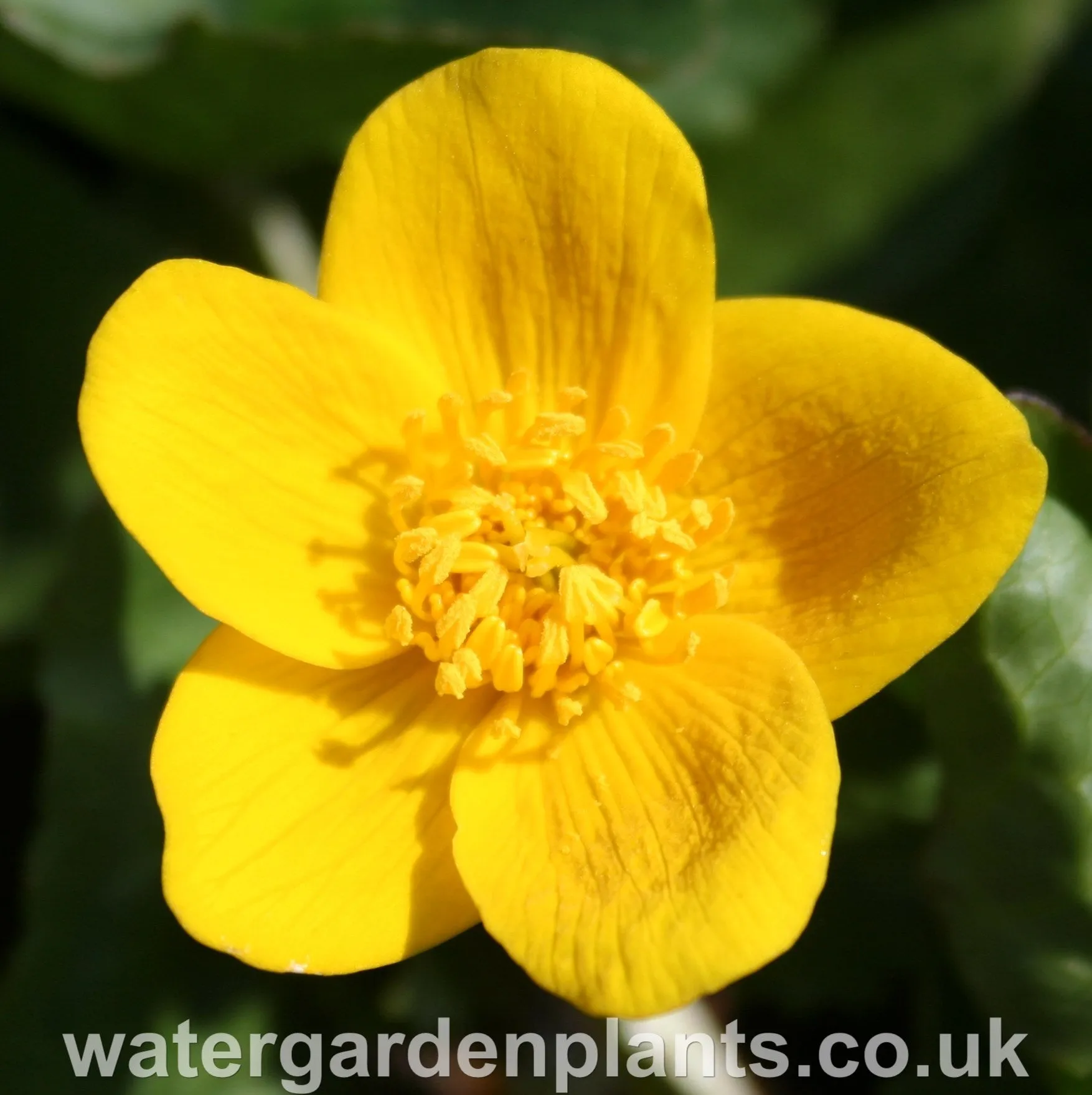 Caltha palustris - Marsh Marigold, Kingcup