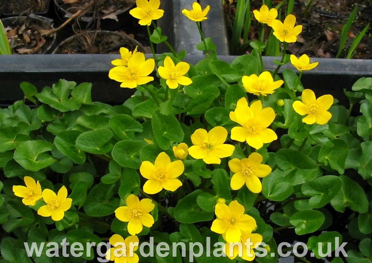 Caltha palustris - Marsh Marigold, Kingcup