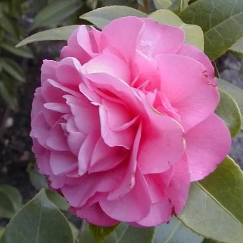 Camellia x williamsii Debbie