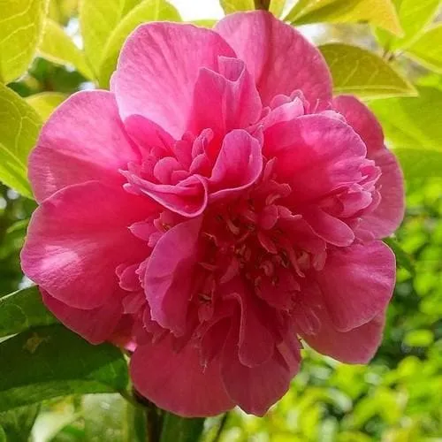 Camellia x williamsii Debbie