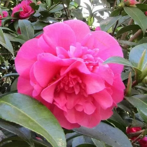 Camellia x williamsii Debbie