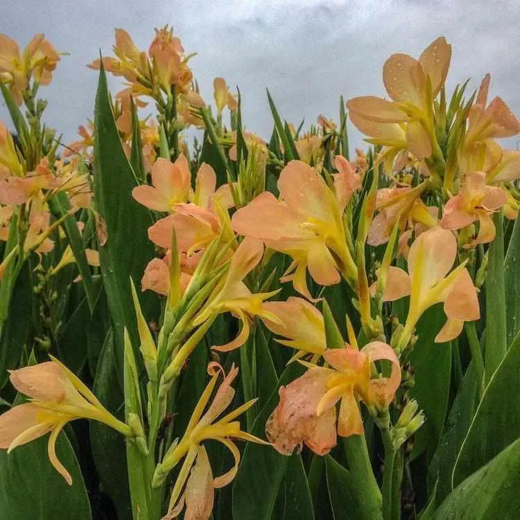 Canna 'Peach Delight' (Bare Root)