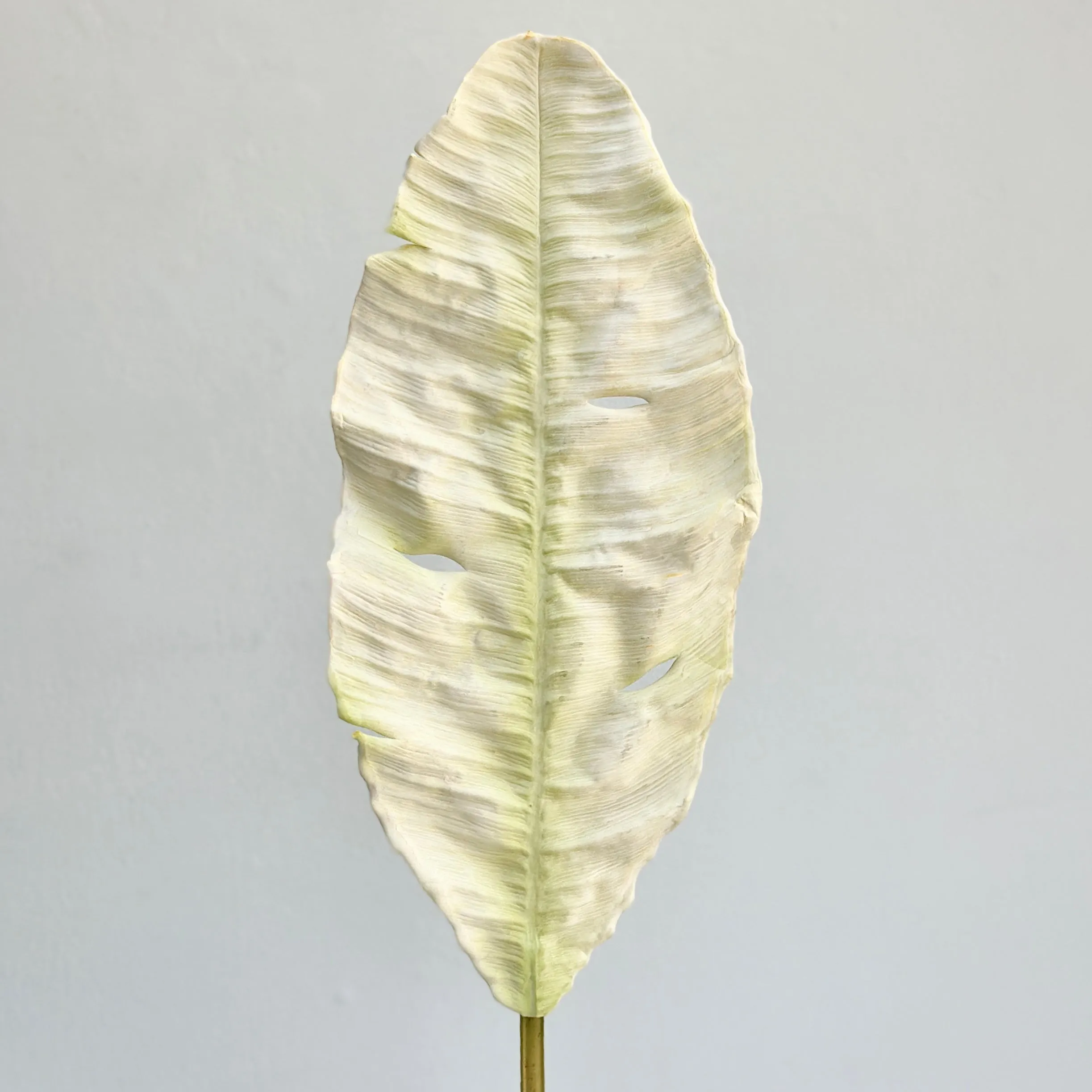 Chrysanthemum Leaf