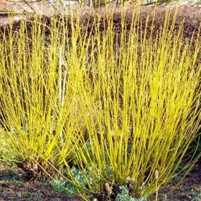 Cornus sericea Flaviramea