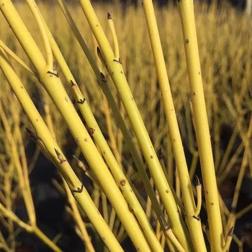 Cornus sericea Flaviramea