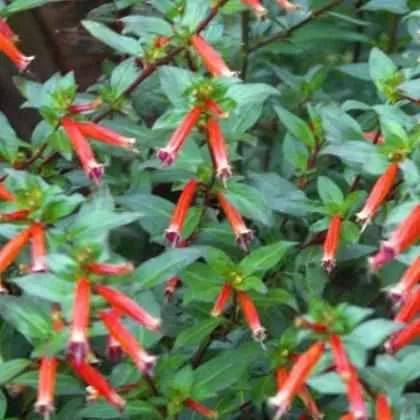 Cuphea Ignea - Orange Firecracker (Bare Root)