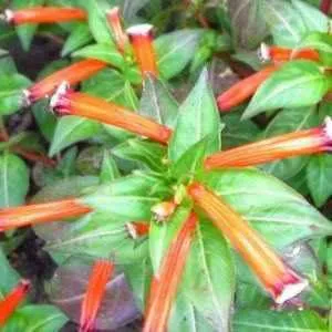 Cuphea Ignea - Orange Firecracker (Bare Root)