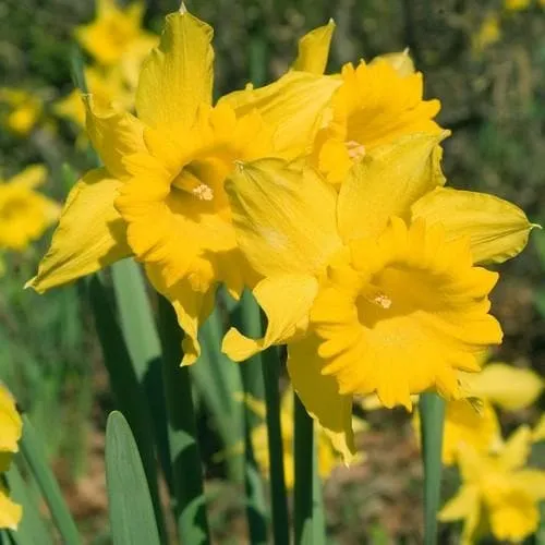 Daffodil Mando