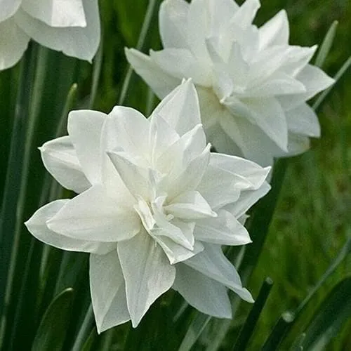 Daffodil White Medal