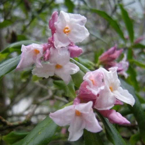 Daphne bholua Spring Beauty