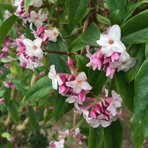 Daphne bholua Spring Beauty