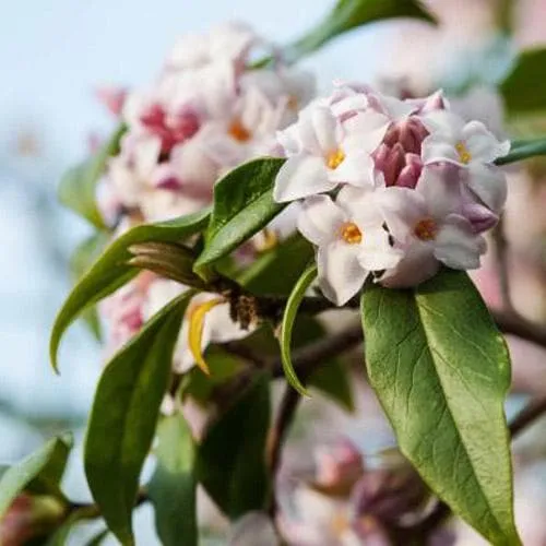 Daphne bholua Spring Beauty