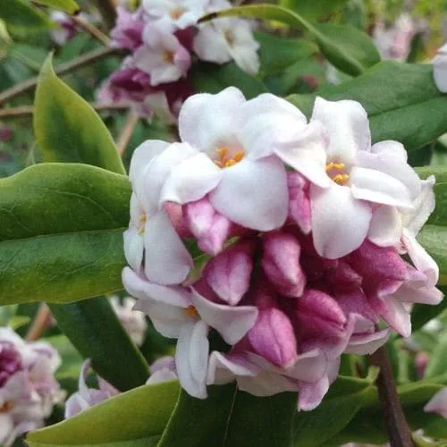 Daphne bholua Spring Beauty