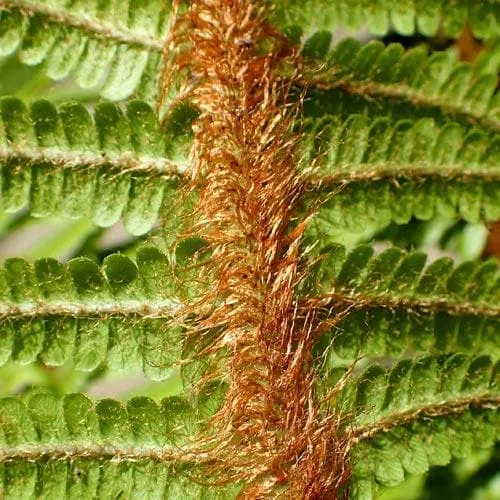 Dryopteris affinis