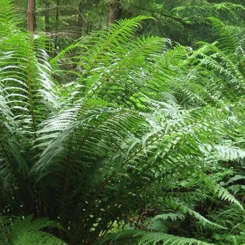 Dryopteris affinis