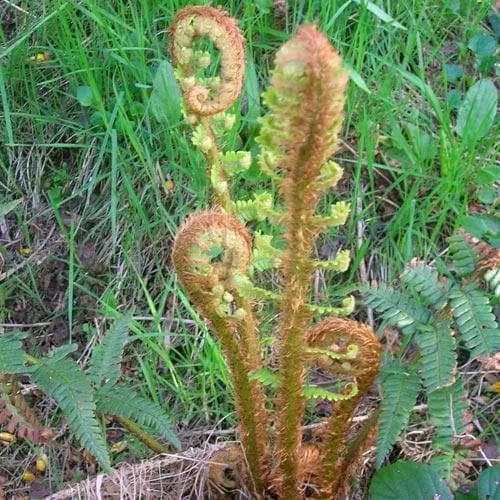 Dryopteris affinis