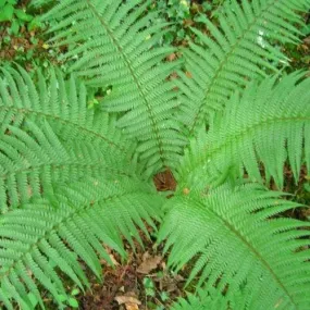 Dryopteris affinis