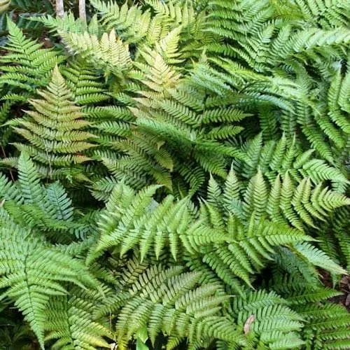 Dryopteris erythrosora