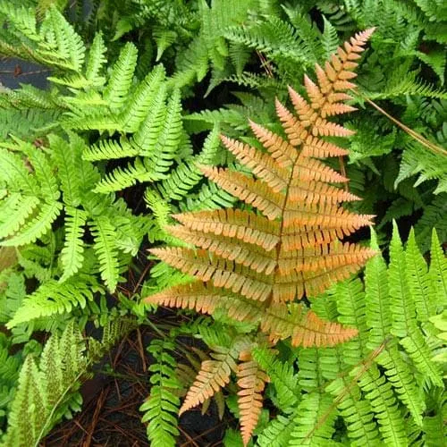 Dryopteris erythrosora