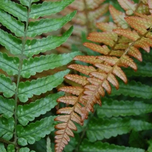 Dryopteris erythrosora