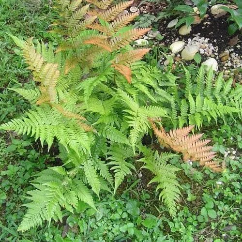 Dryopteris erythrosora