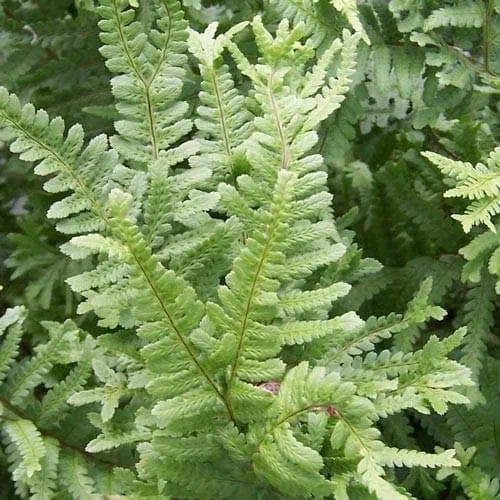 Dryopteris filix-mas Cristata