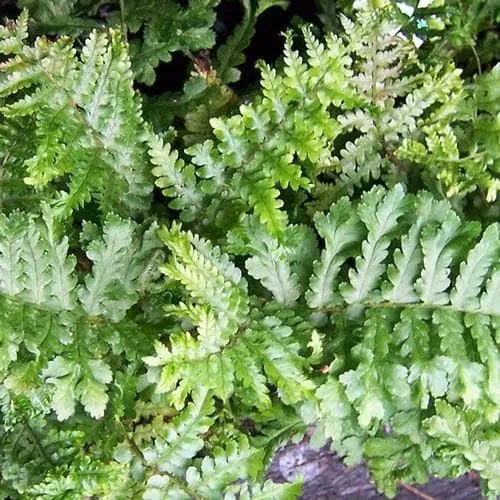 Dryopteris filix-mas Cristata